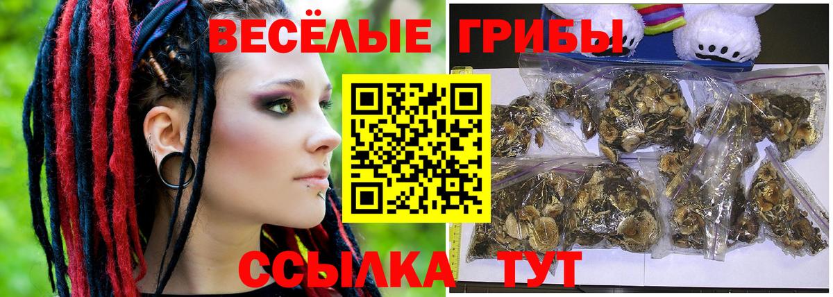 Тулун  Псилоцибиновые грибы Cubensis  Вход с VPN 